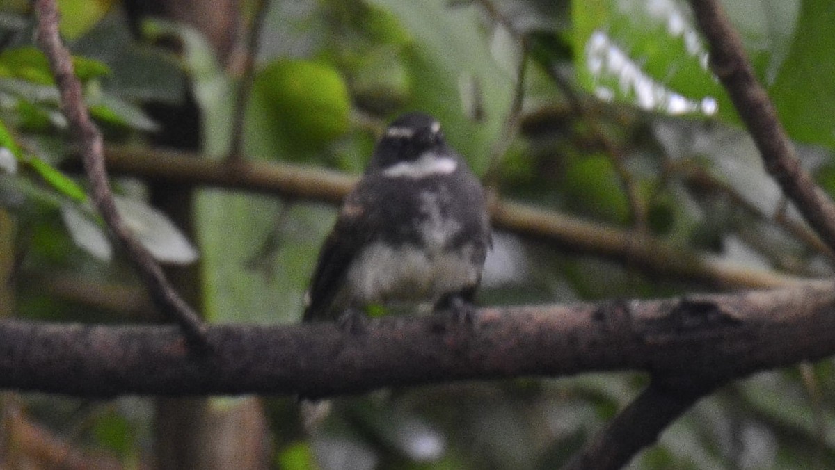 Spot-breasted Fantail - ML325062021