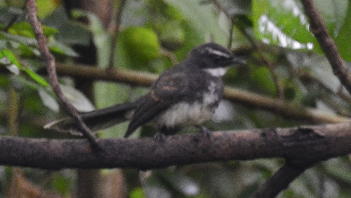 Spot-breasted Fantail - ML325062031