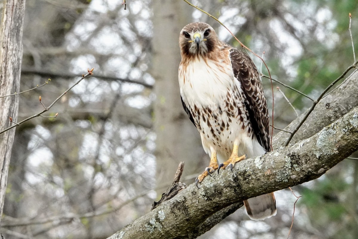 Red-tailed Hawk - Linda Hamp