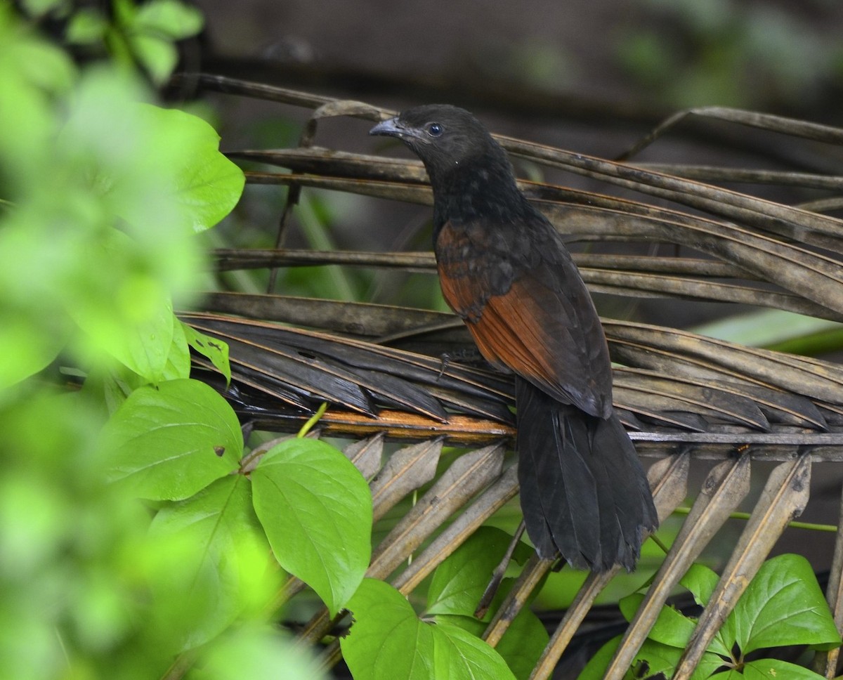 Greater Coucal - ML325064401