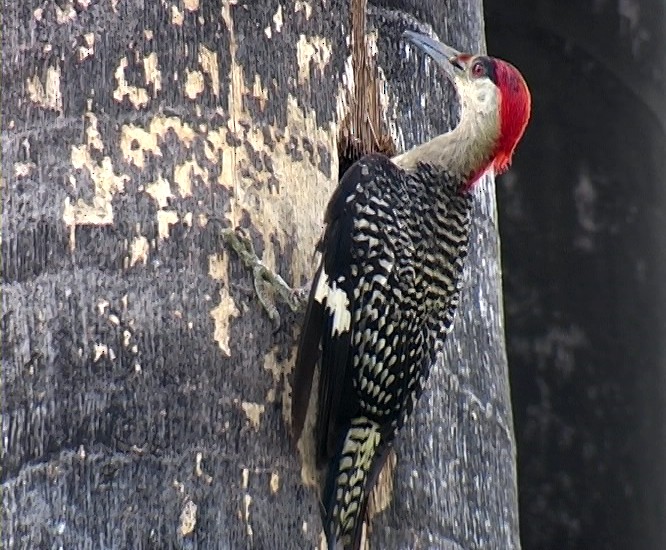 West Indian Woodpecker - ML325064711