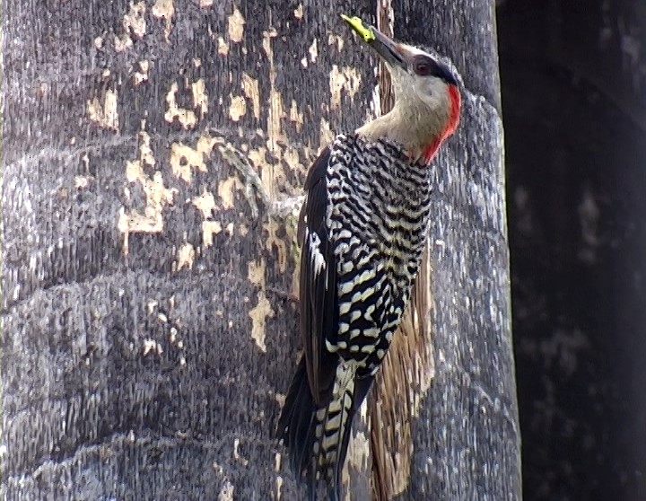 West Indian Woodpecker - ML325064741