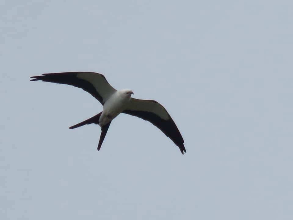 Swallow-tailed Kite - ML325065051