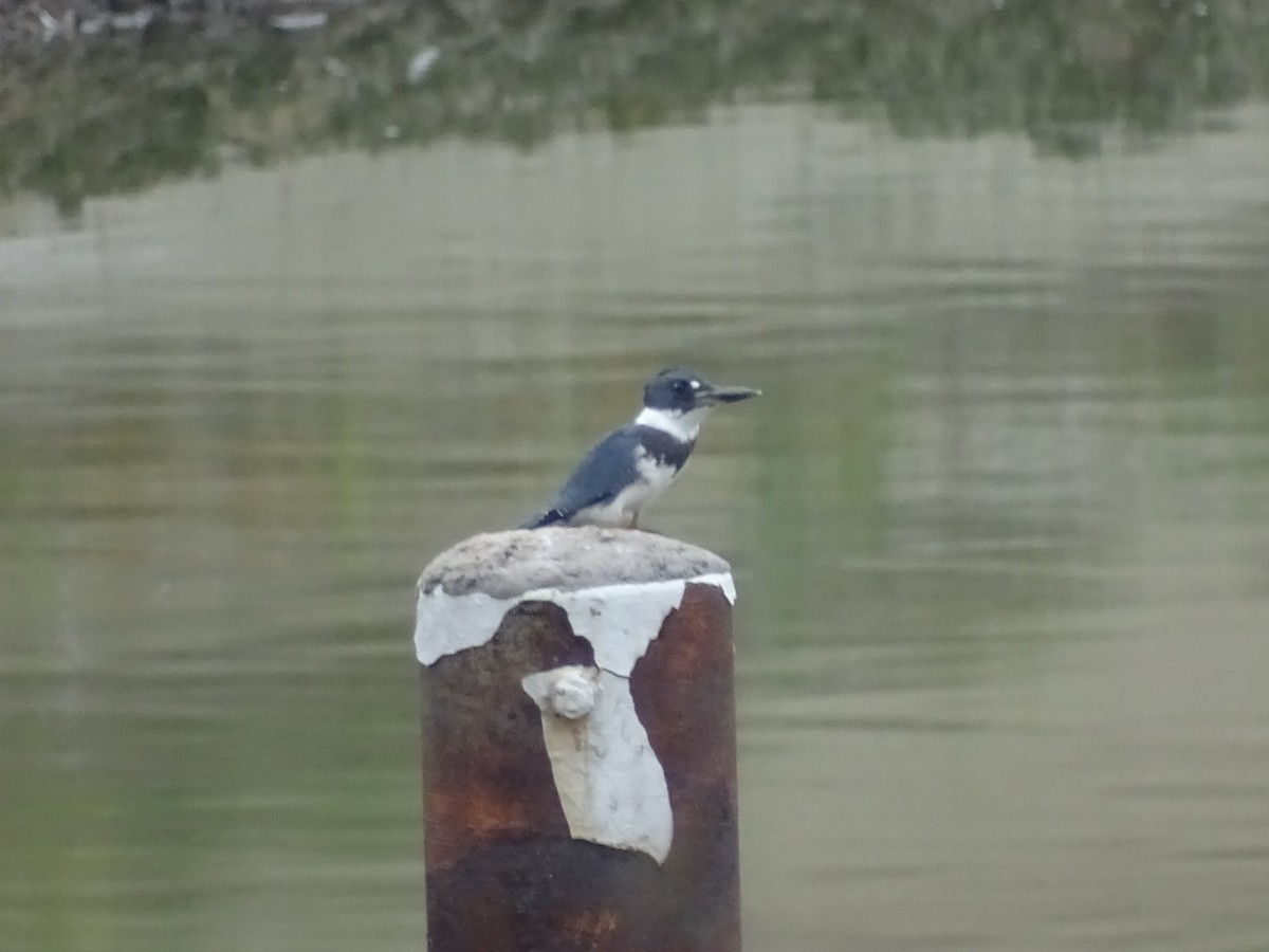 Belted Kingfisher - ML32506781