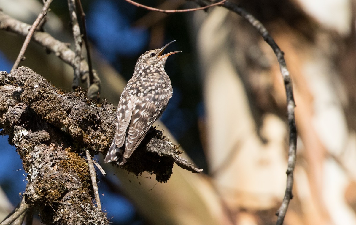 African Spotted Creeper - ML325068971