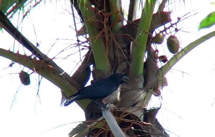 Cuban Palm-Crow - ML325069181