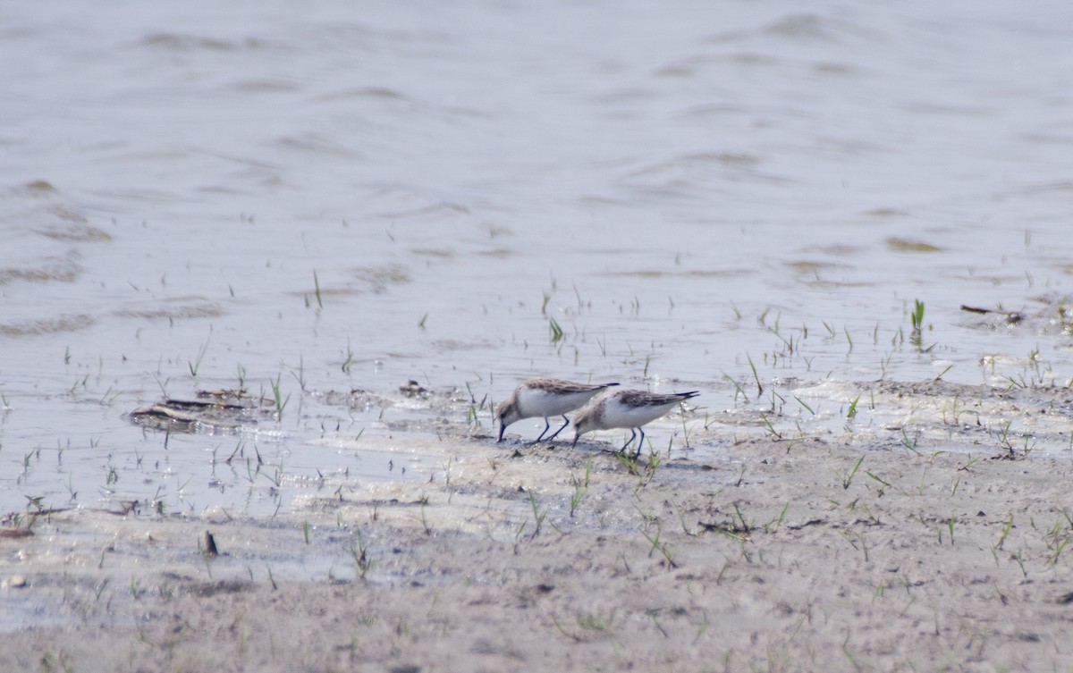 Little Stint - ely what
