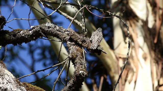 African Spotted Creeper - ML325071441