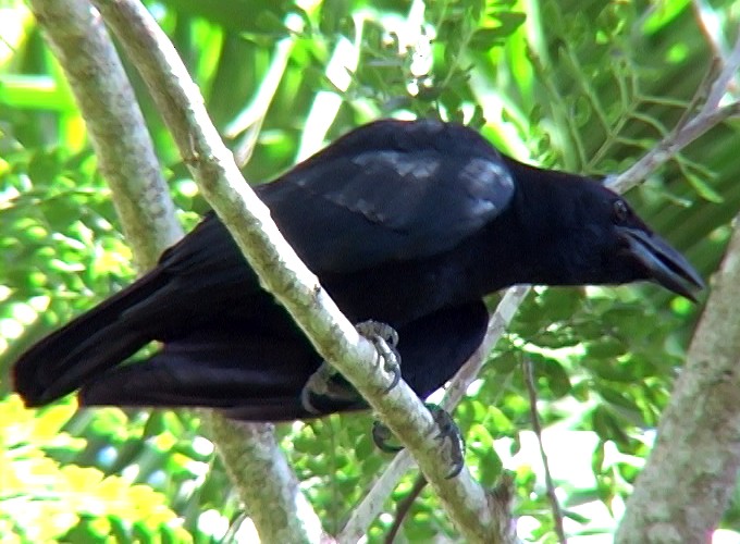 Cuban Crow - ML325072891