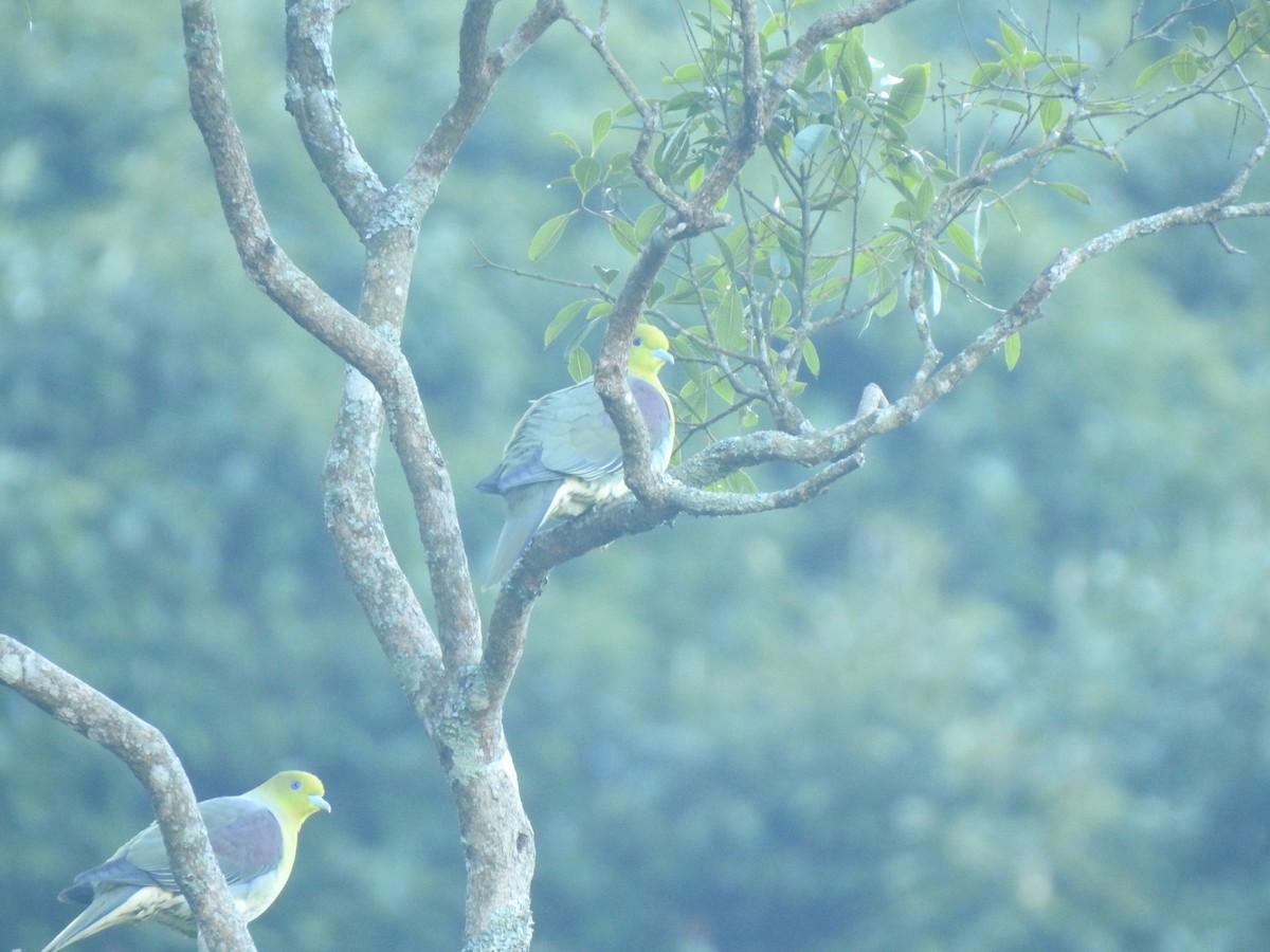 White-bellied Green-Pigeon - ML325073321