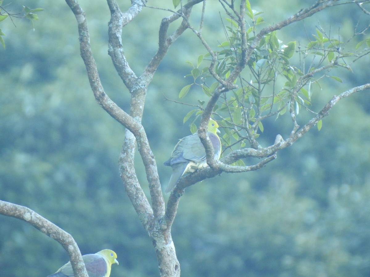 White-bellied Green-Pigeon - Peter Lang