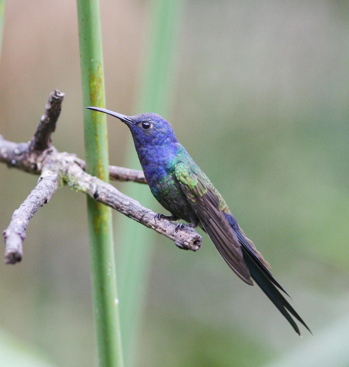Swallow-tailed Hummingbird - ML325074241