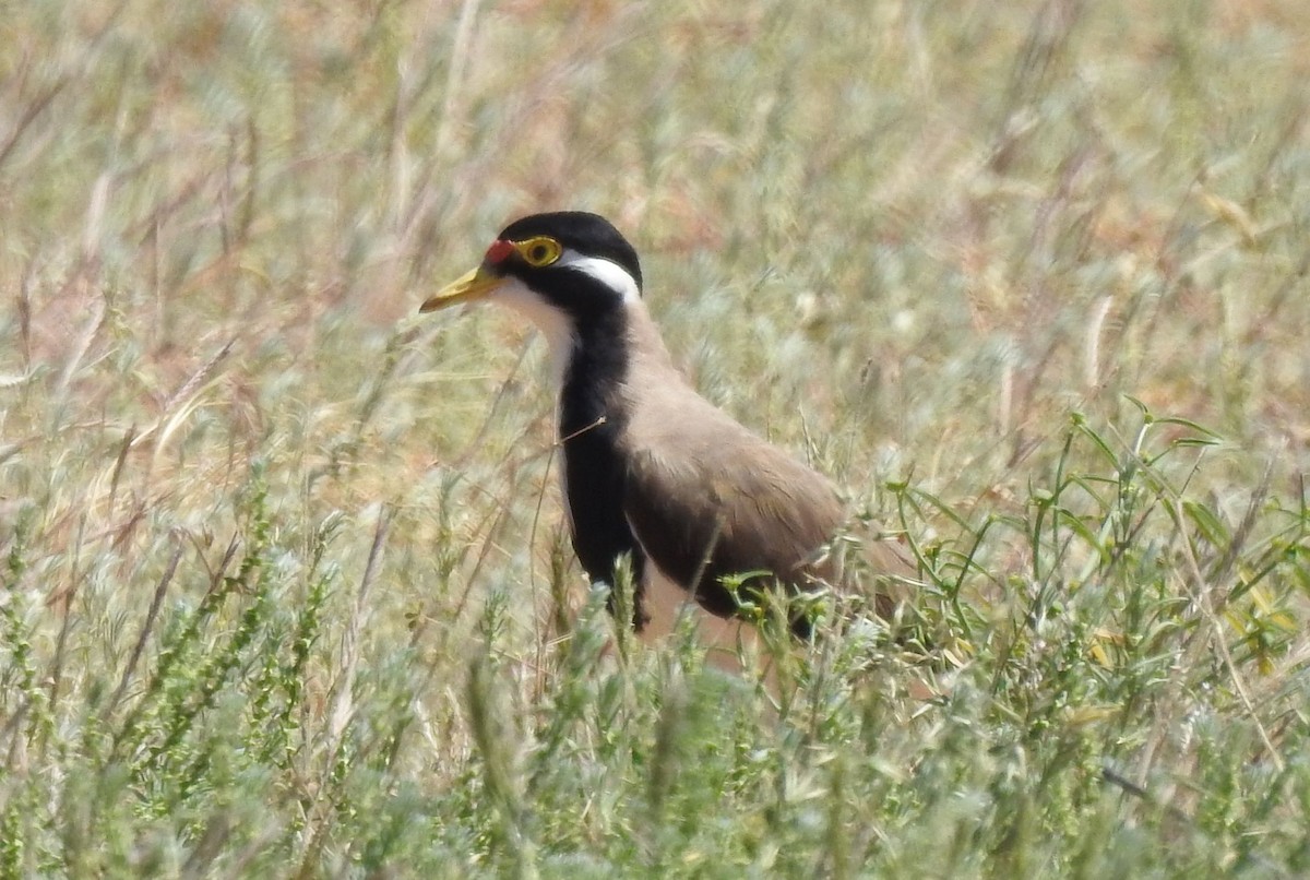 Banded Lapwing - ML325078301