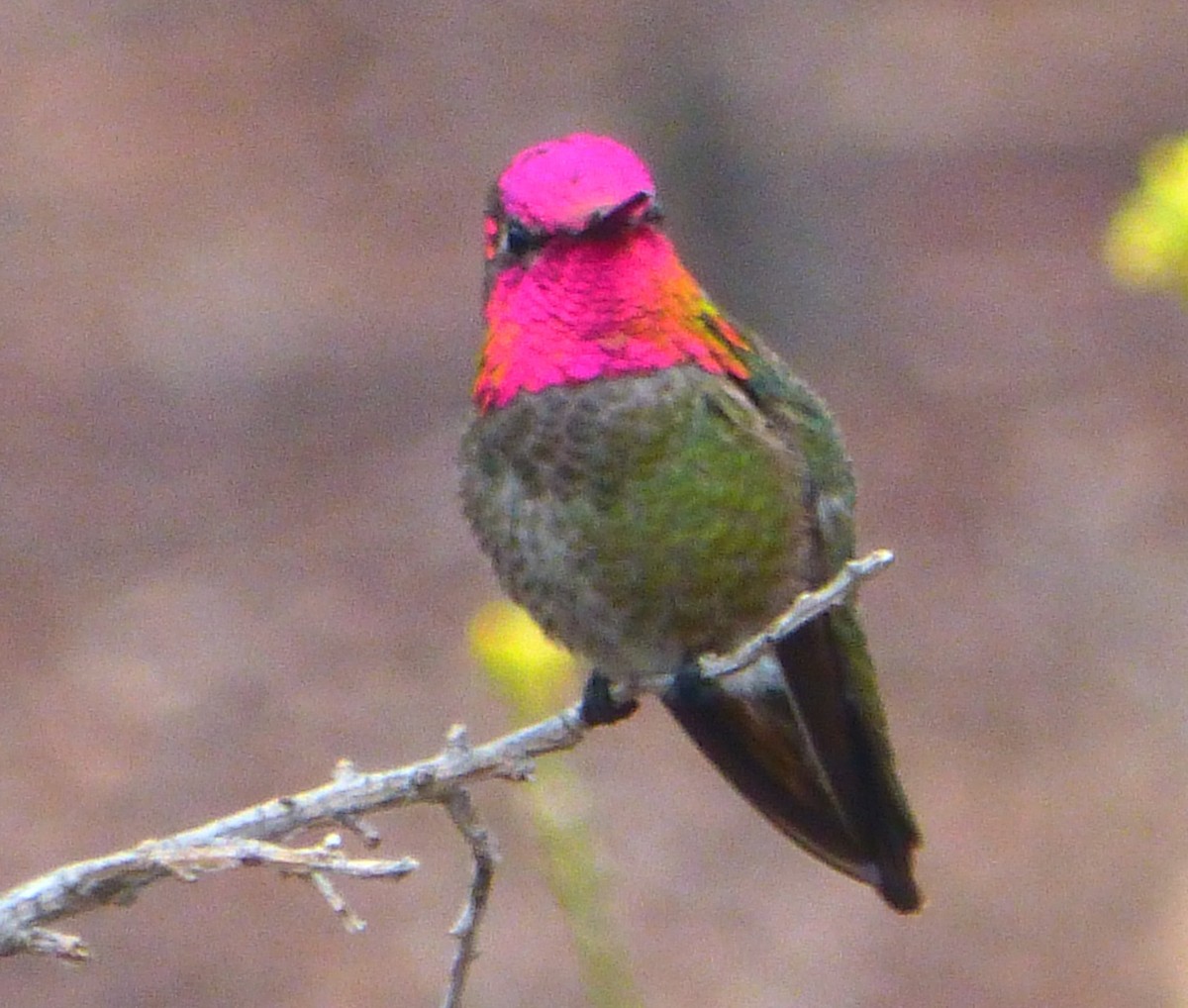 Anna's Hummingbird - Howard King