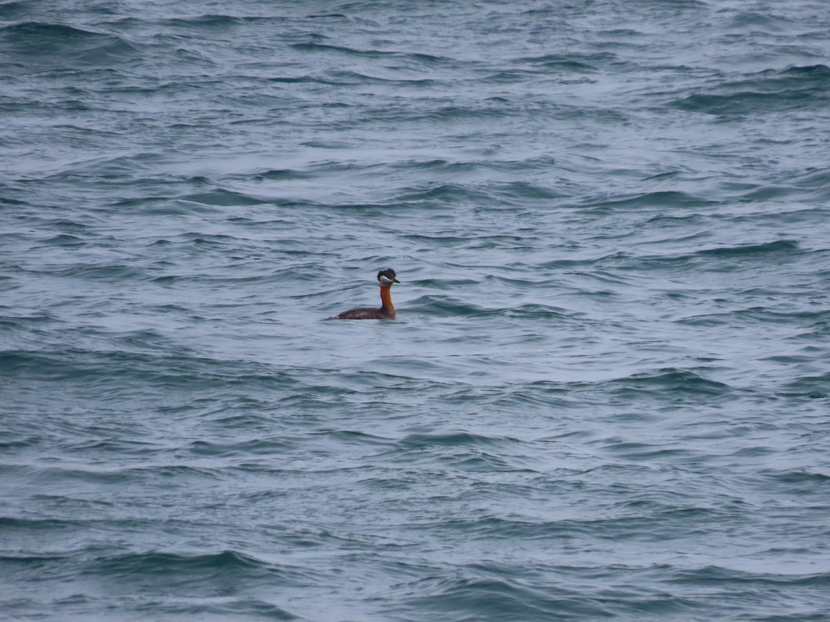 Red-necked Grebe - ML325092991
