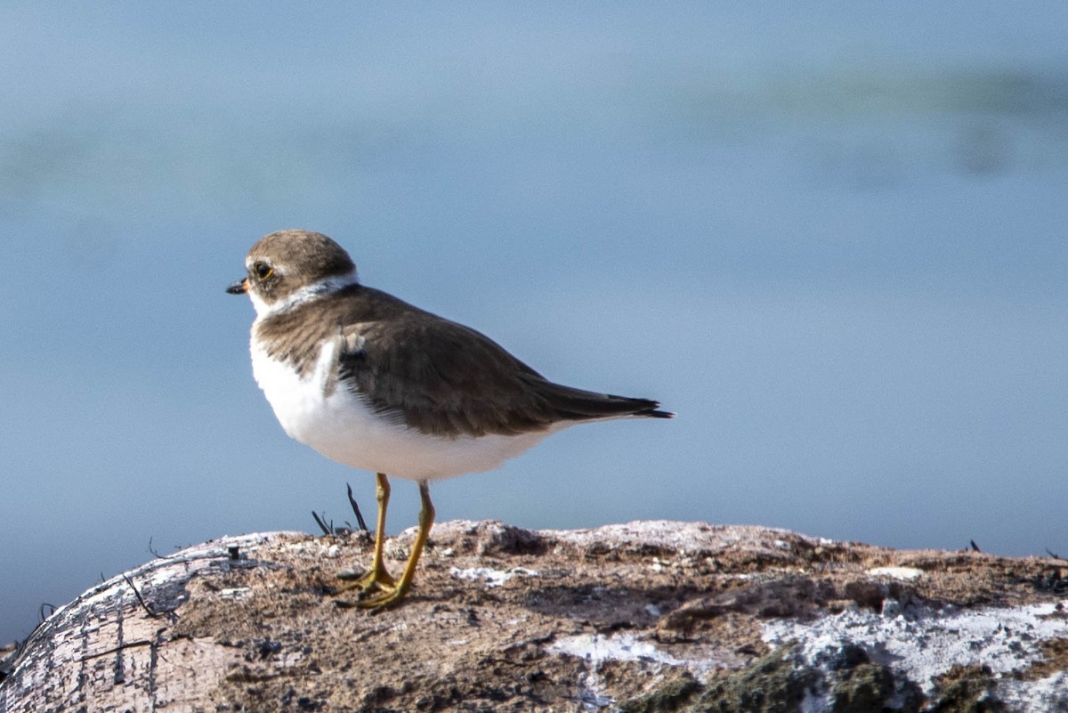 Semipalmated Plover - ML325094361