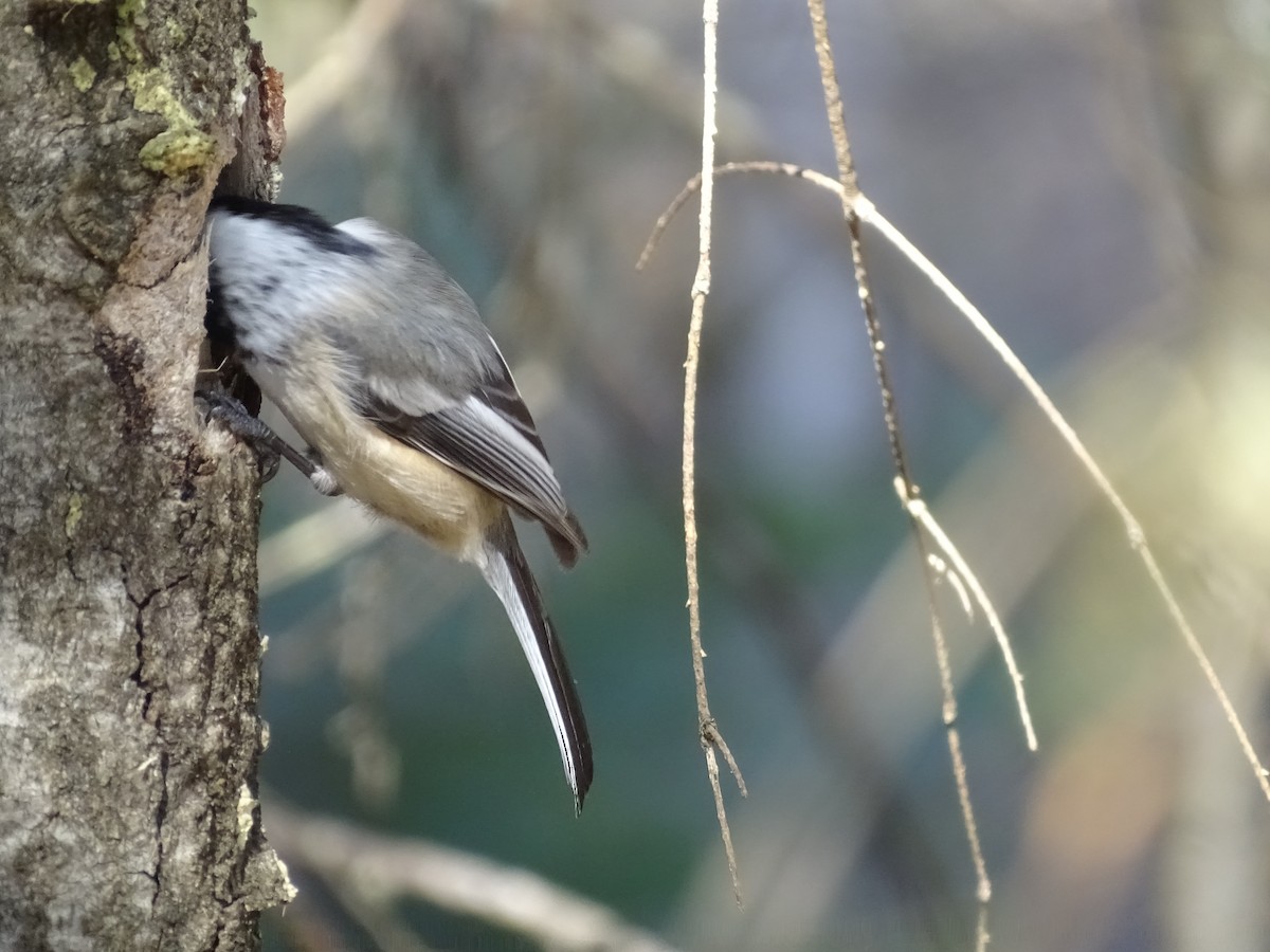 Black-capped Chickadee - claudine lafrance cohl