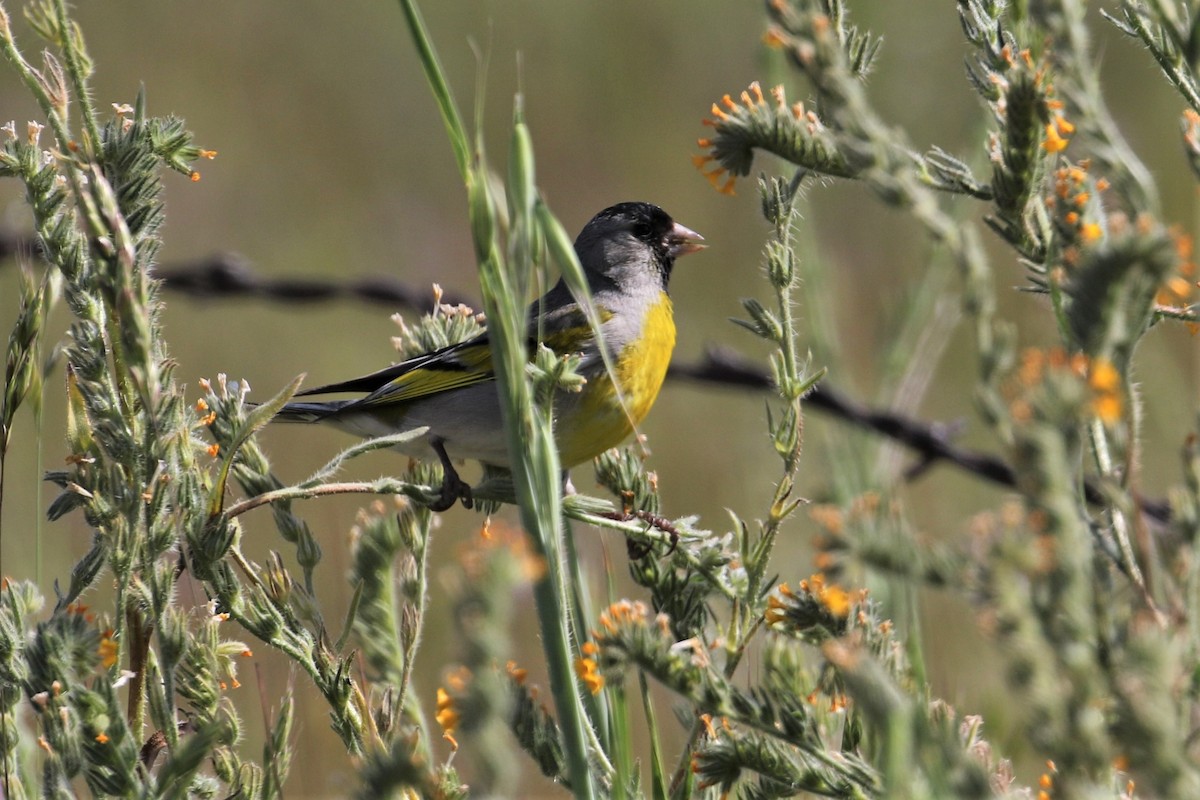 Lawrence's Goldfinch - ML325105651