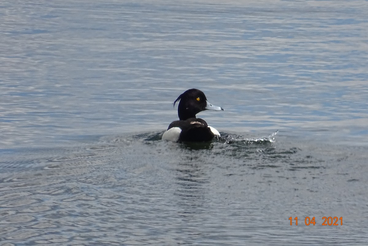Tufted Duck - ML325106391