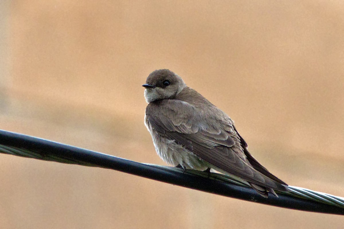 Northern Rough-winged Swallow - ML325111301
