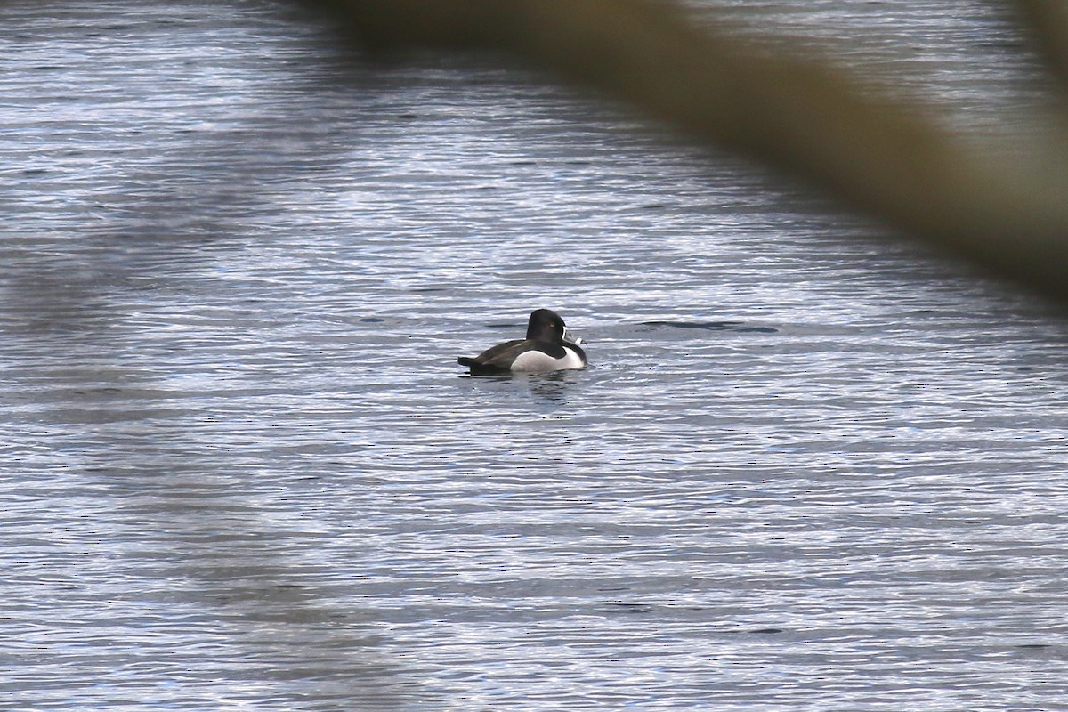 Ring-necked Duck - Ray Scally