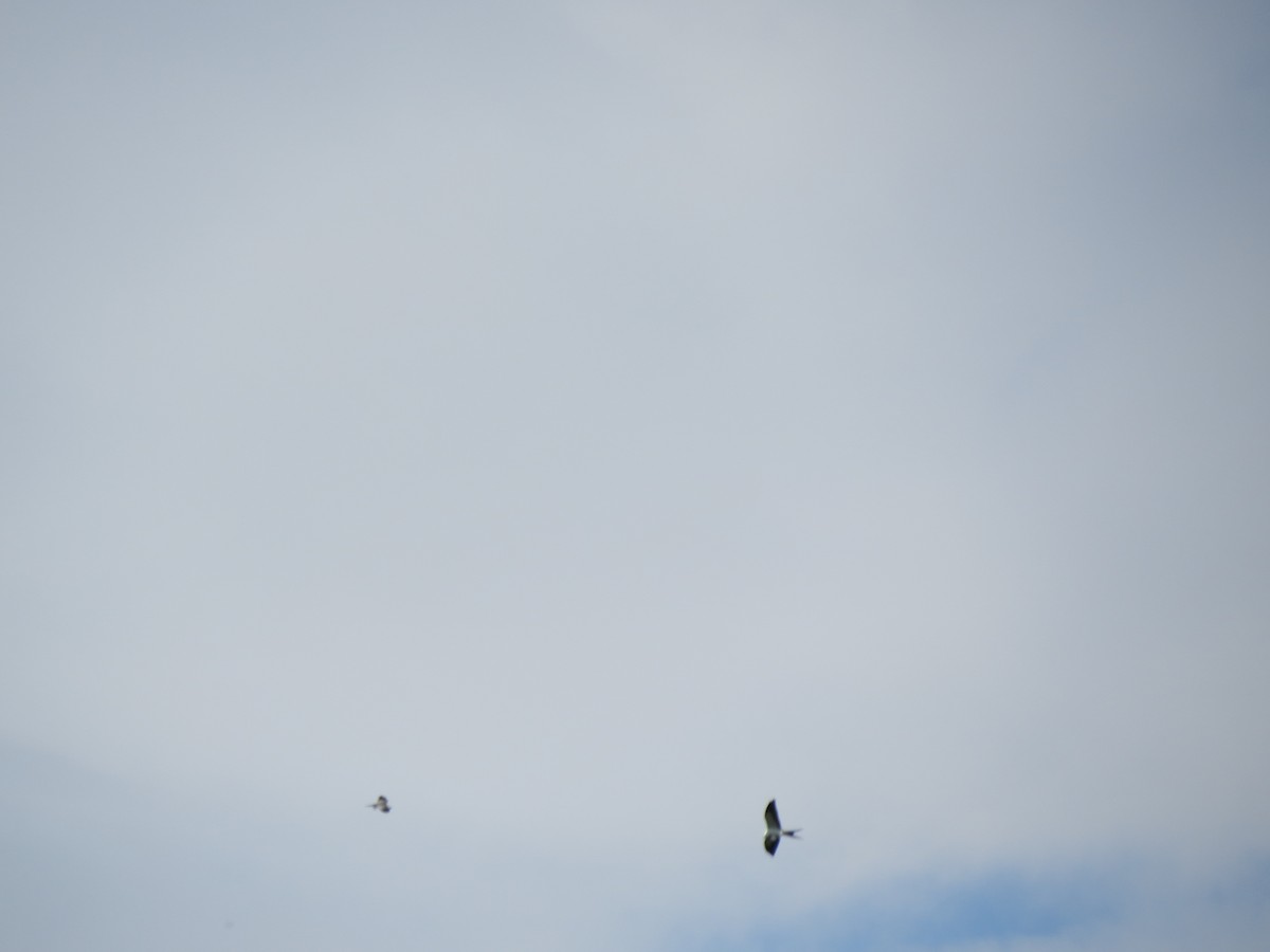 Swallow-tailed Kite - Jim Kissee