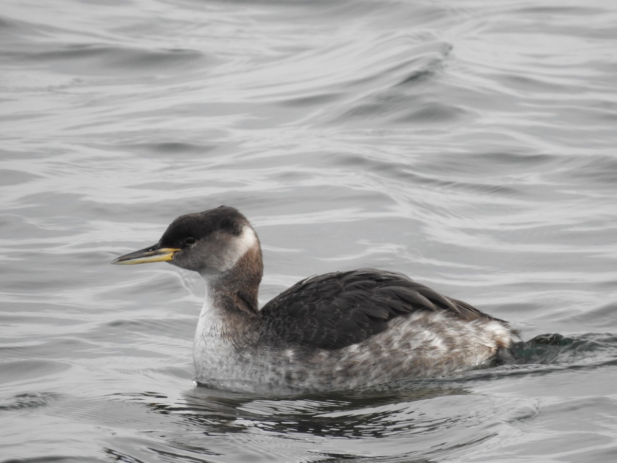 Red-necked Grebe - ML325120781