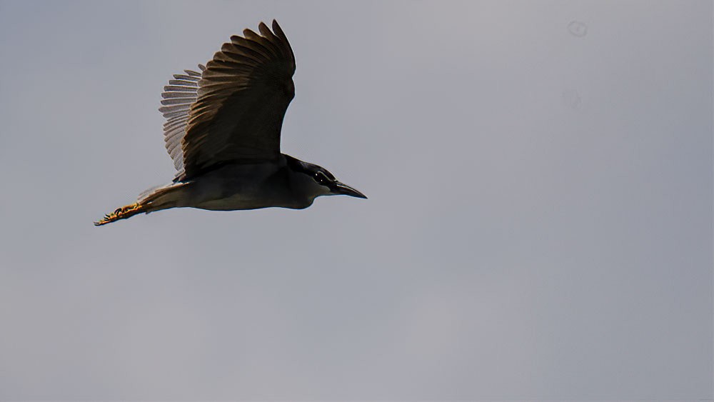 Black-crowned Night Heron - Sinan Yılmaz