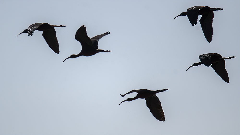 ibis hnědý - ML325125451