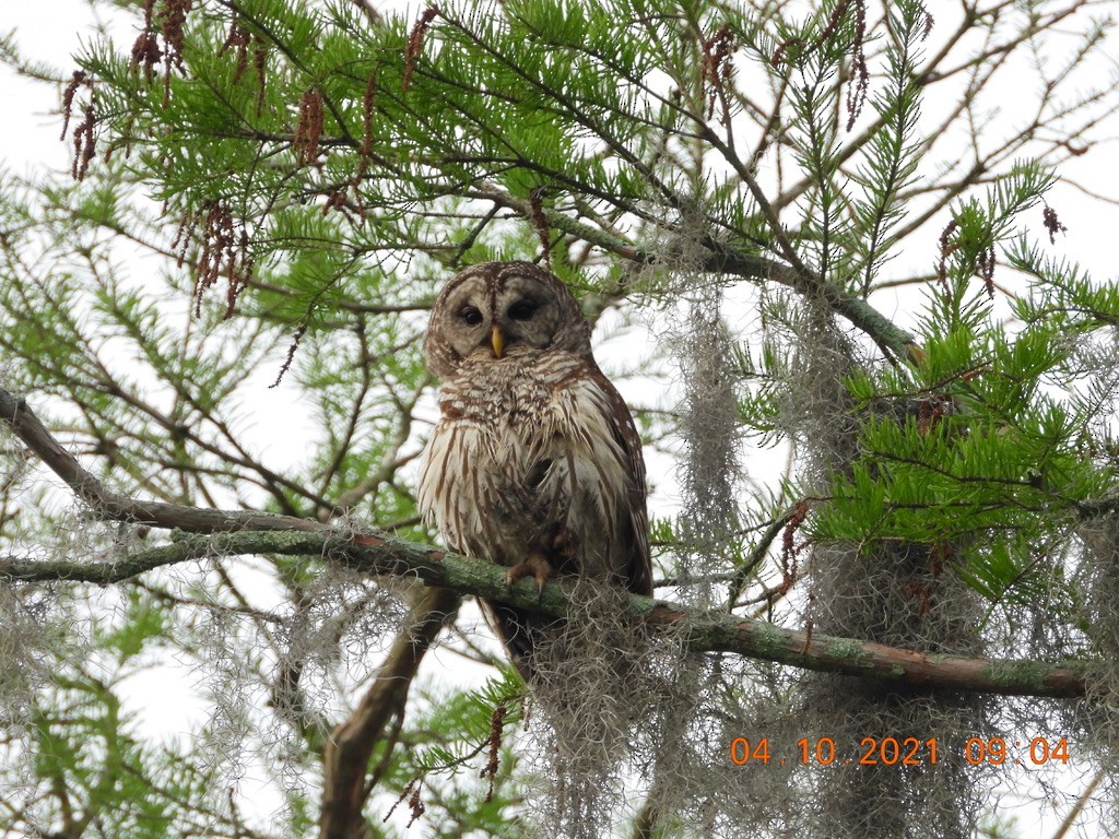 Barred Owl - ML325126841