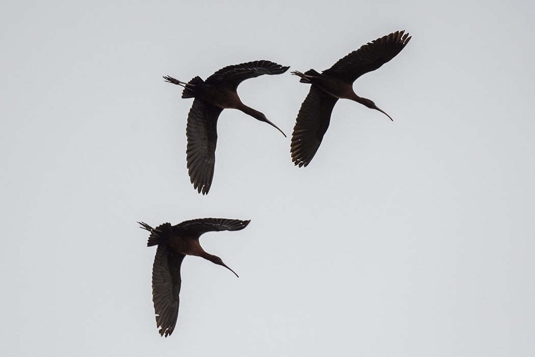 ibis hnědý - ML325127091