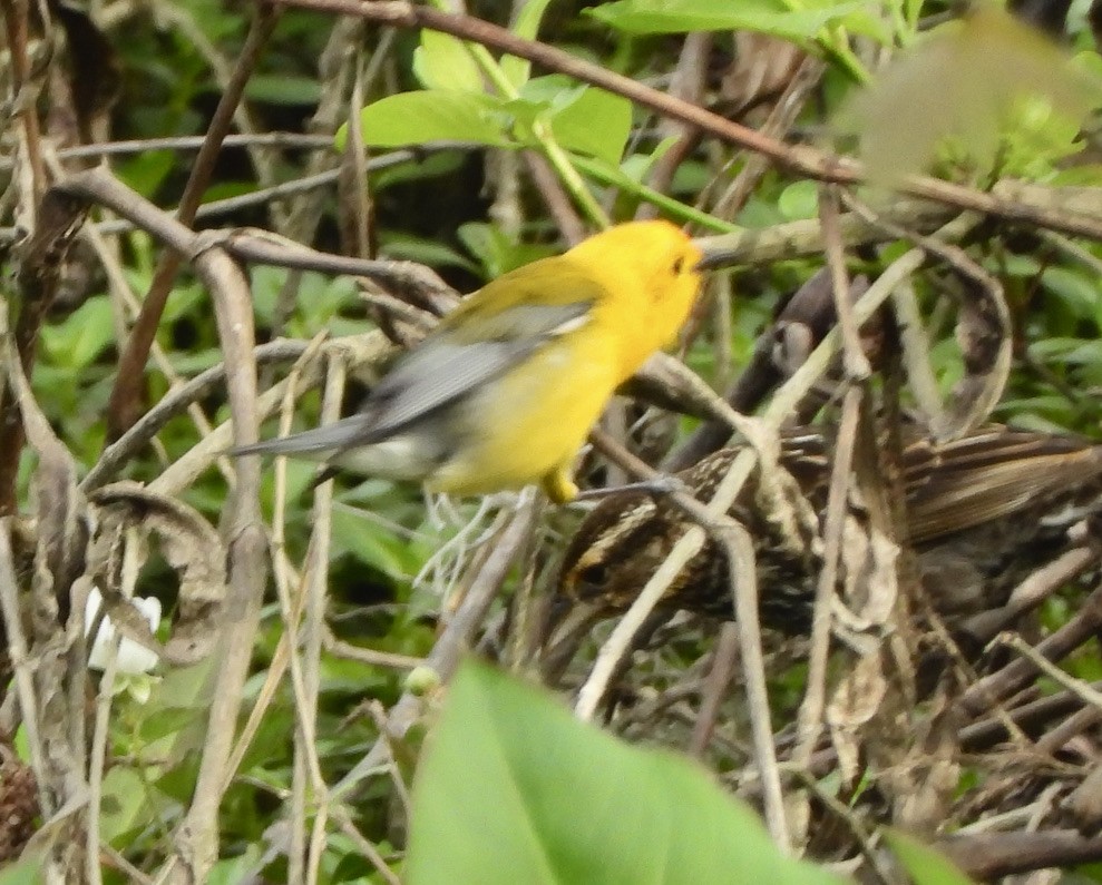 Prothonotary Warbler - ML325128071