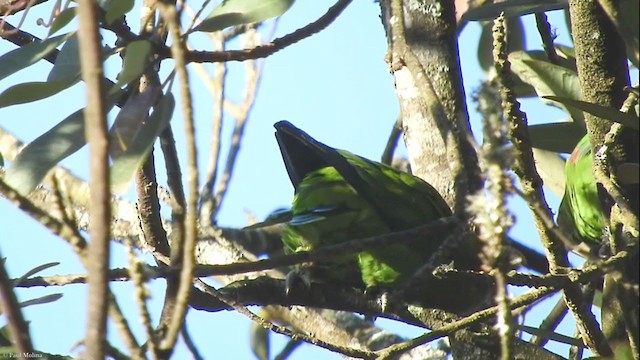Red-faced Parrot - ML325132321