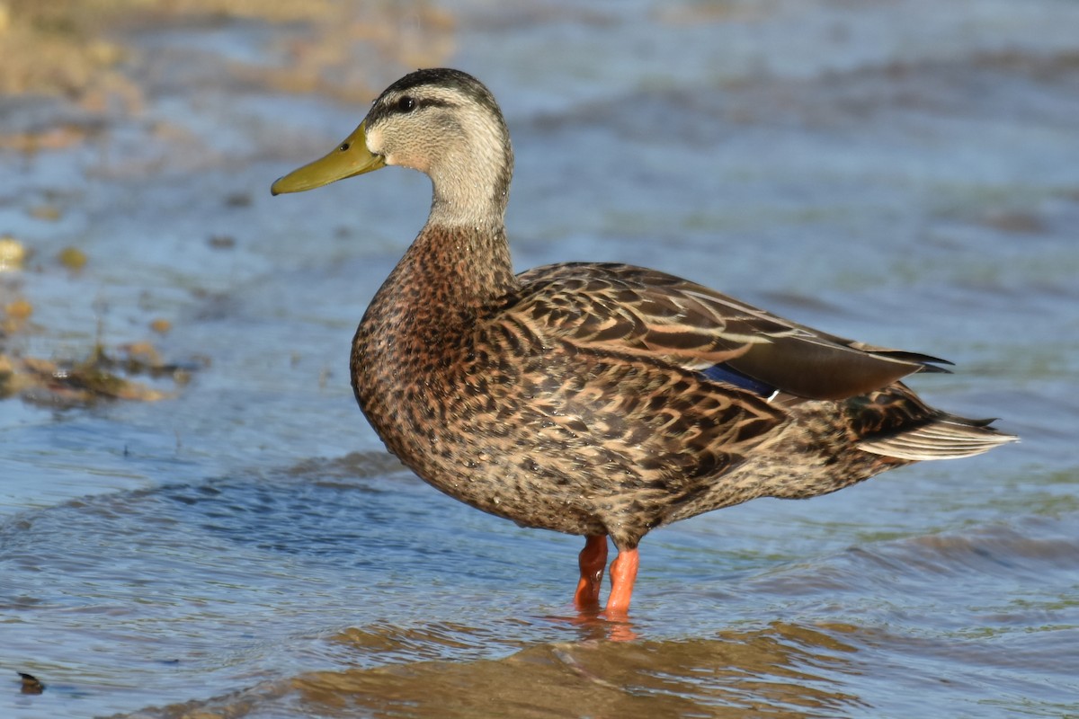 Mexican Duck - ML325132541