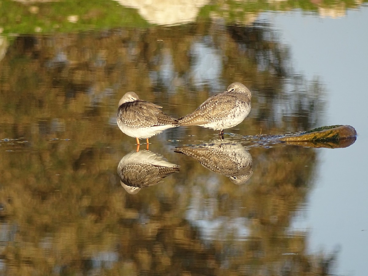 Spotted Redshank - ML325132551
