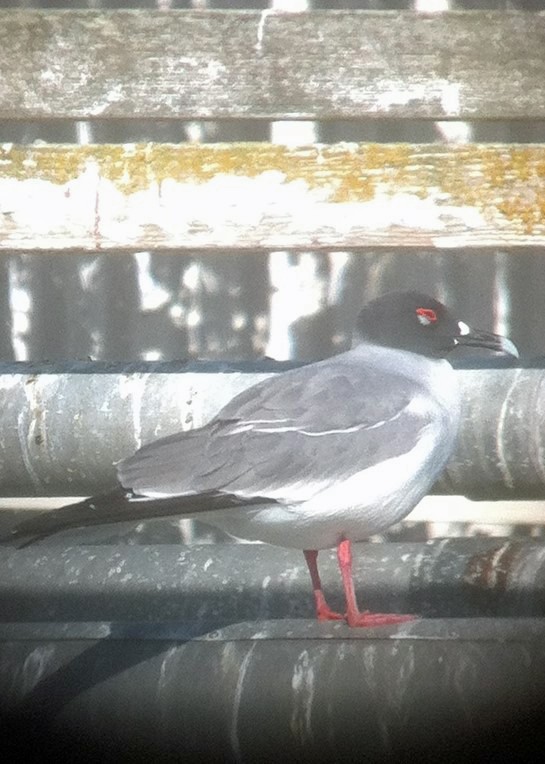 Swallow-tailed Gull - ML325137861