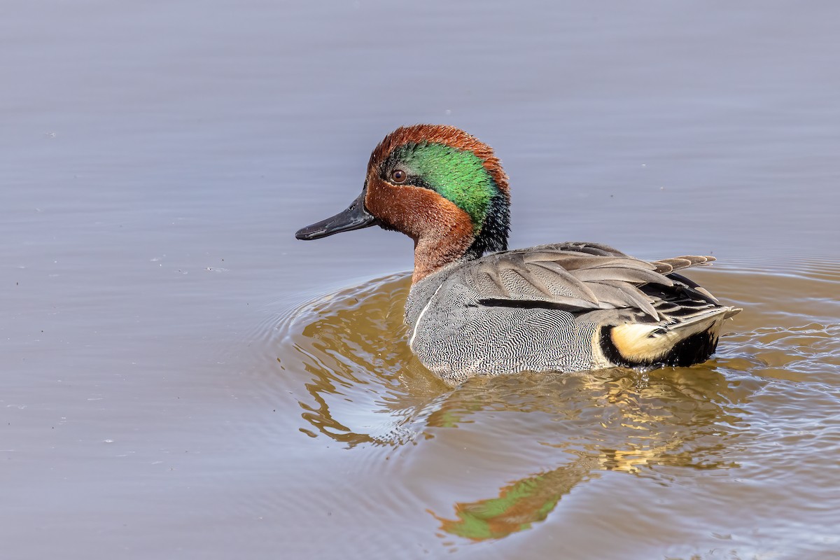 Green-winged Teal - Ken Drozd