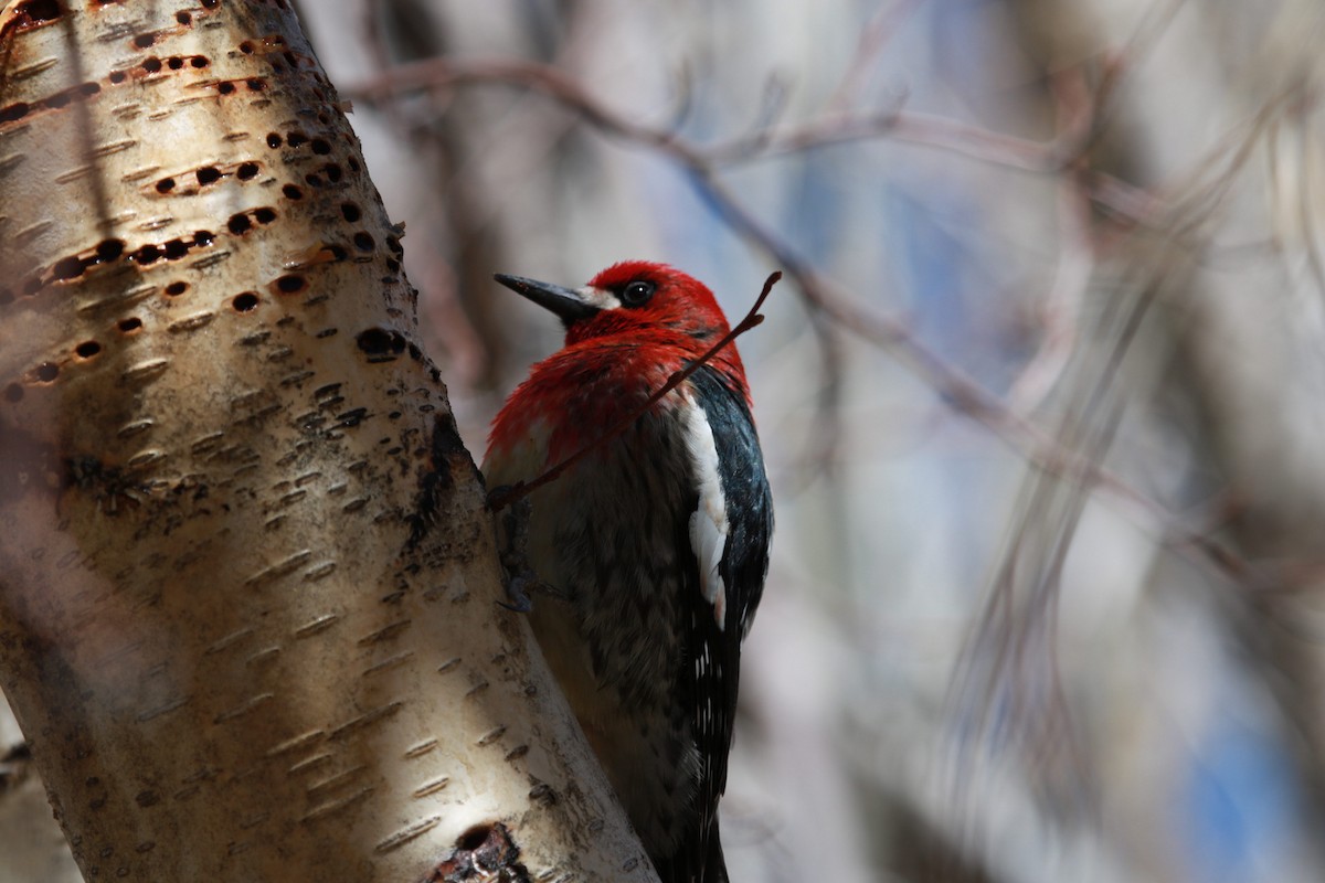 Red-breasted Sapsucker - ML325140141