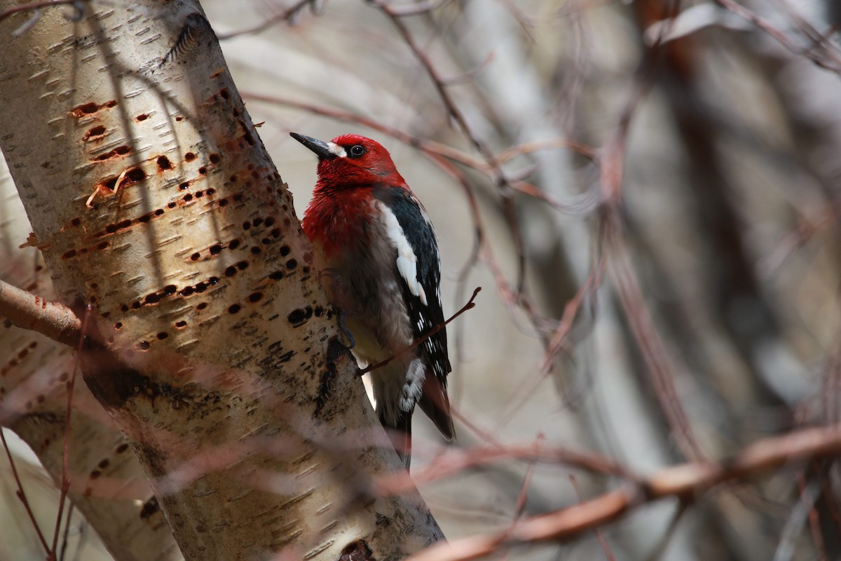 Red-breasted Sapsucker - ML325140151
