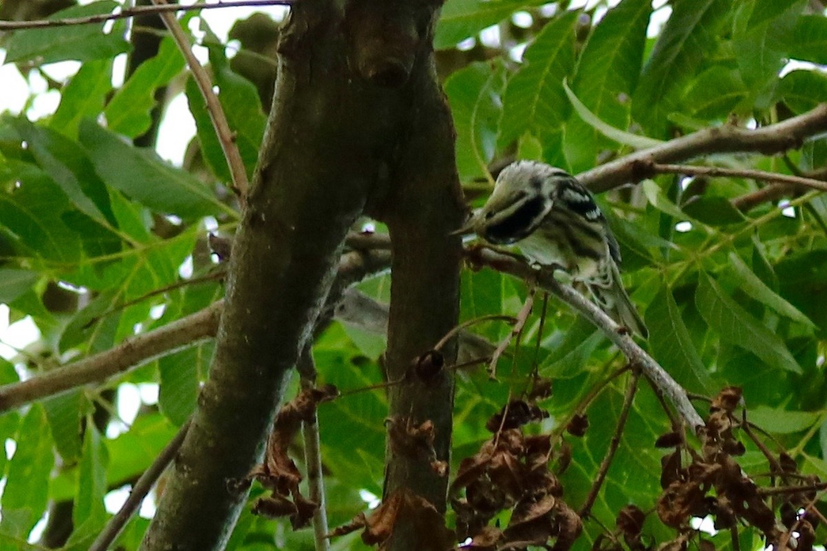 Black-and-white Warbler - ML32514161