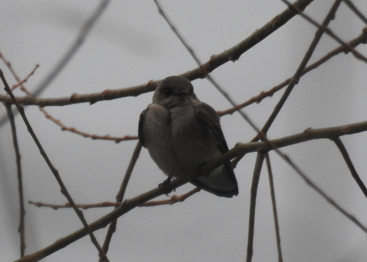 Northern Rough-winged Swallow - ML325145091