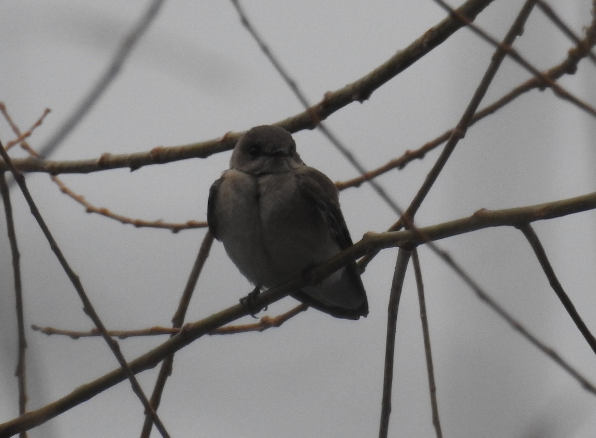Northern Rough-winged Swallow - ML325145101
