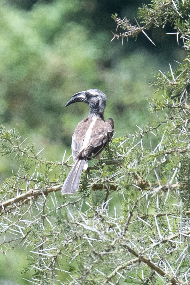 African Gray Hornbill - Warren Whaley