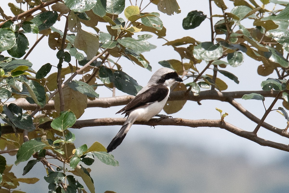 Gray-backed Fiscal - Warren Whaley