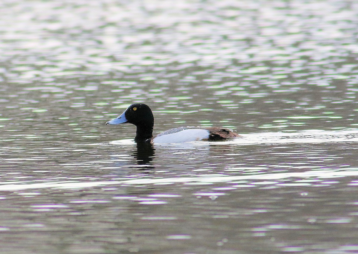 Greater Scaup - ML325158461