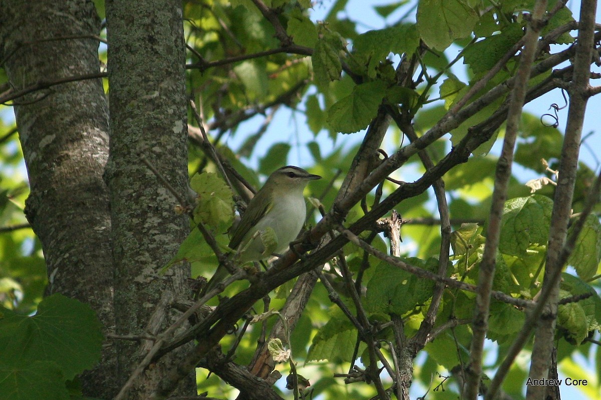 Red-eyed Vireo - Andrew Core