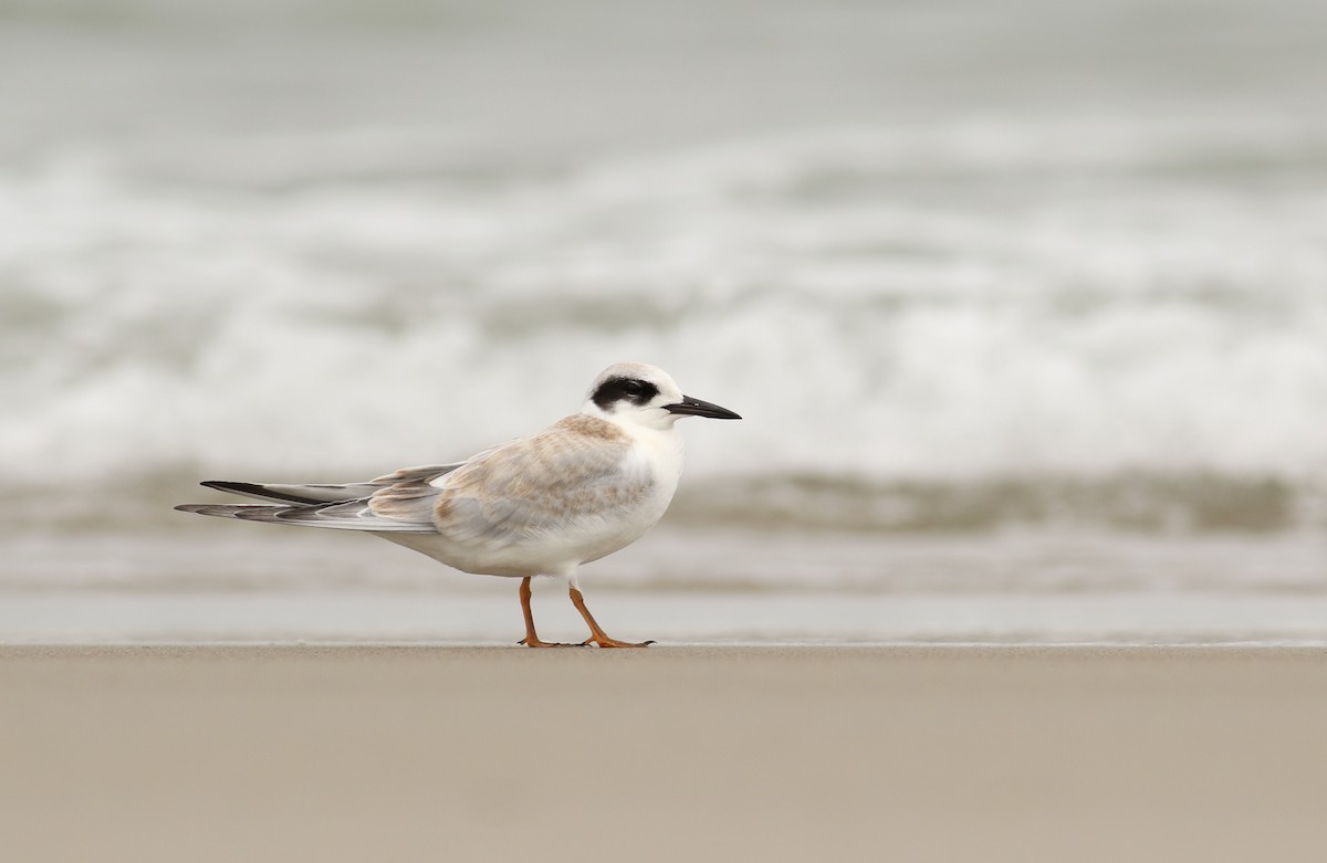 Forster's Tern - Nathan Dubrow