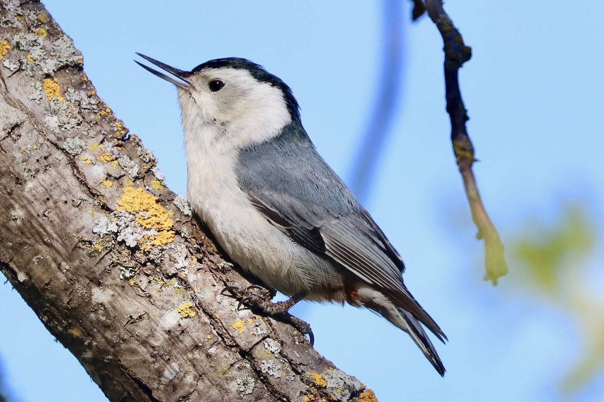White-breasted Nuthatch - ML325170741