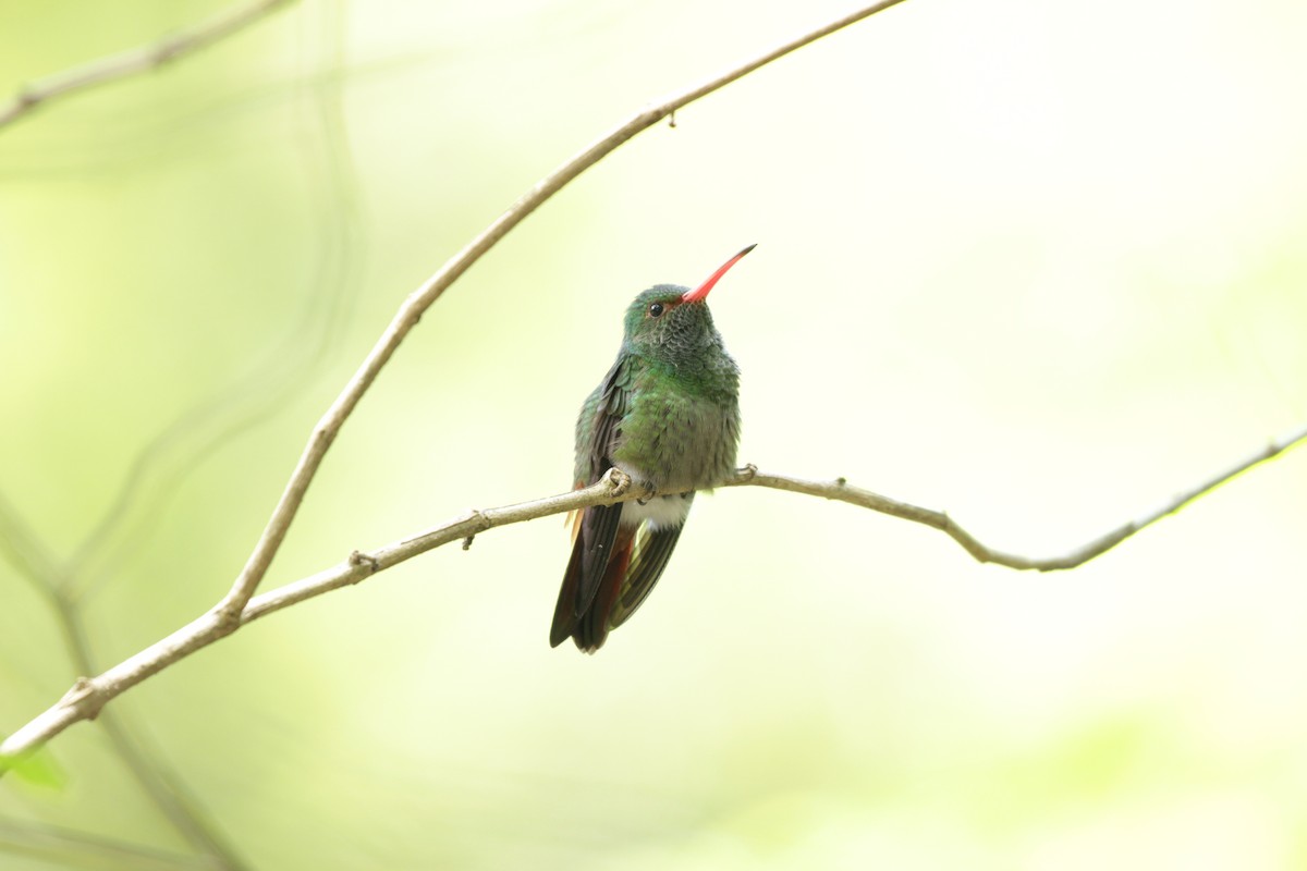 Rufous-tailed Hummingbird - ML32517661