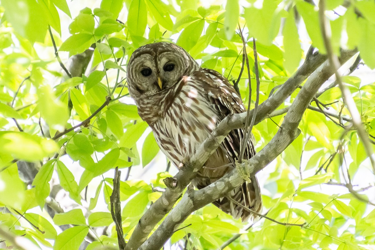 Barred Owl - ML325177841